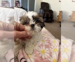 Small #2 Shih Tzu