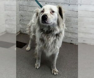 Australian Shepherd Dogs for adoption in San Bernardino, CA, USA