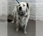 Small Australian Shepherd