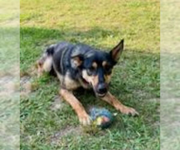 Medium Photo #5 German Shepherd Dog-Miniature Pinscher Mix Puppy For Sale in Winston Salem, NC, USA