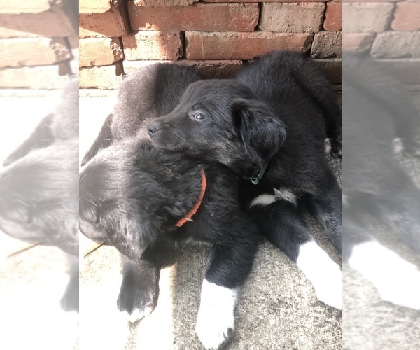Medium Photo #14 Border Collie-Golden Retriever Mix Puppy For Sale in OVERLAND PARK, KS, USA