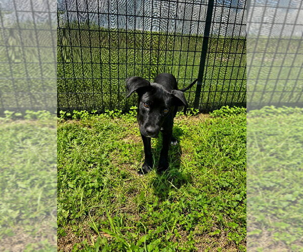 Medium Photo #2 Mutt Puppy For Sale in Abbeville, LA, USA