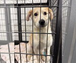 Small #6 Golden Retriever Mix