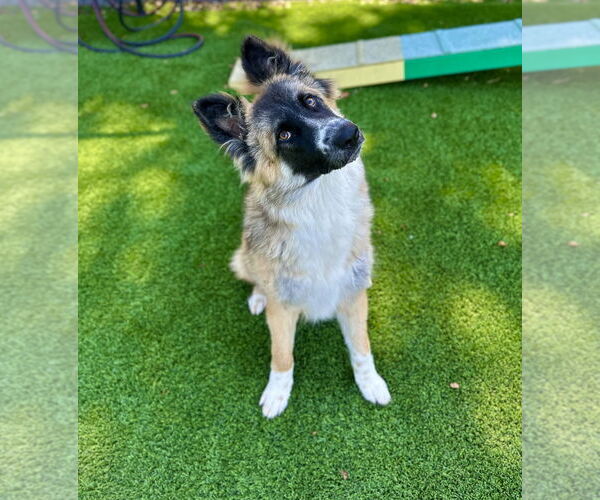 Medium Photo #2 Mutt Puppy For Sale in Salinas, CA, USA
