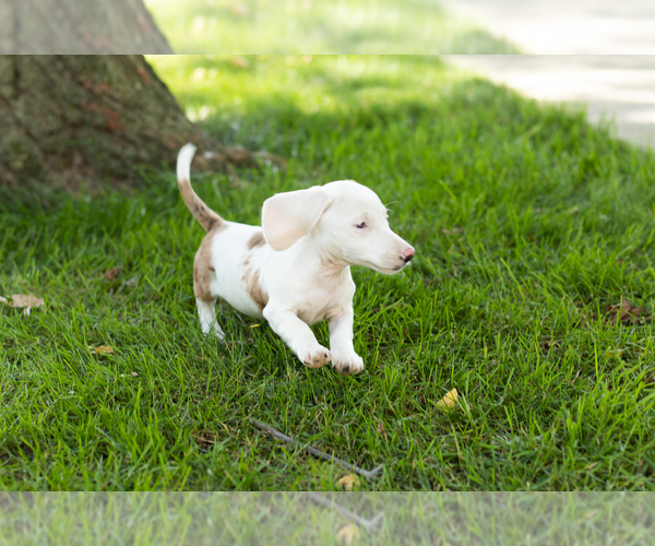 Medium Photo #5 Dachshund Puppy For Sale in BREMEN, IN, USA