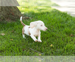 Small Photo #18 Dachshund Puppy For Sale in BREMEN, IN, USA