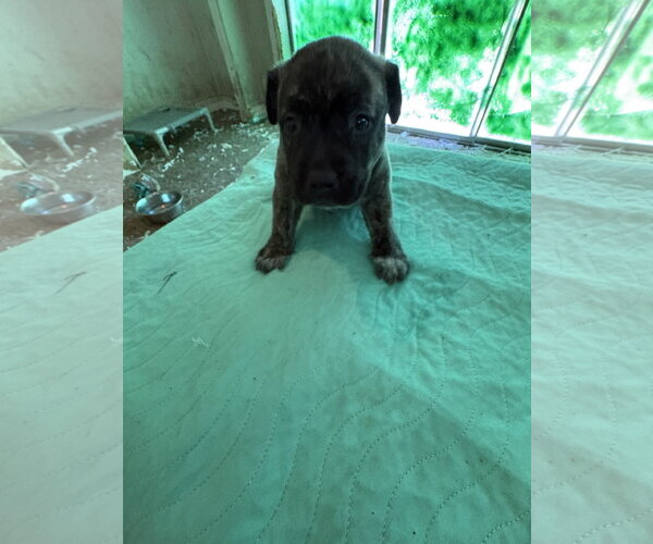 Medium Photo #4 Labrador Retriever-Unknown Mix Puppy For Sale in Sanford, FL, USA