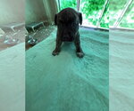 Small Photo #4 Labrador Retriever-Unknown Mix Puppy For Sale in Sanford, FL, USA