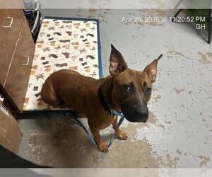 American Pit Bull Terrier Dogs for adoption in Ocala, FL, USA