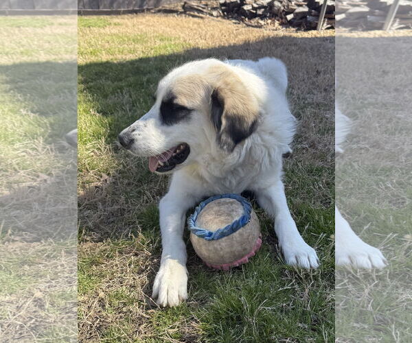 Medium Photo #5 Great Pyrenees Puppy For Sale in Dallas, TX, USA