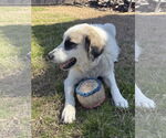 Small #4 Great Pyrenees