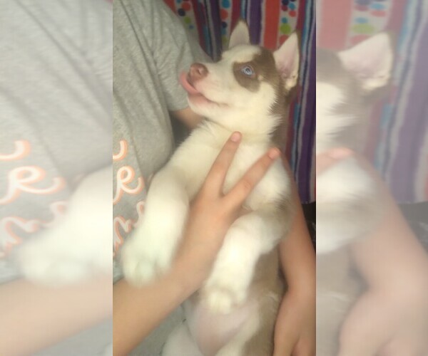 Medium Photo #6 Siberian Husky Puppy For Sale in OWENSBORO, KY, USA