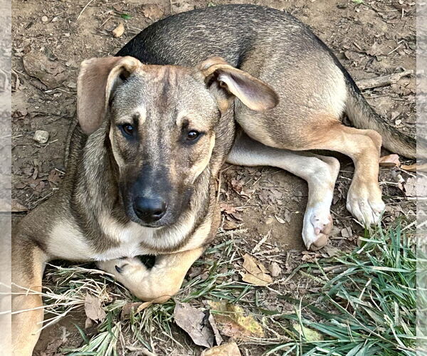 Medium Photo #2 Black Mouth Cur-Unknown Mix Puppy For Sale in Okolona, MS, USA