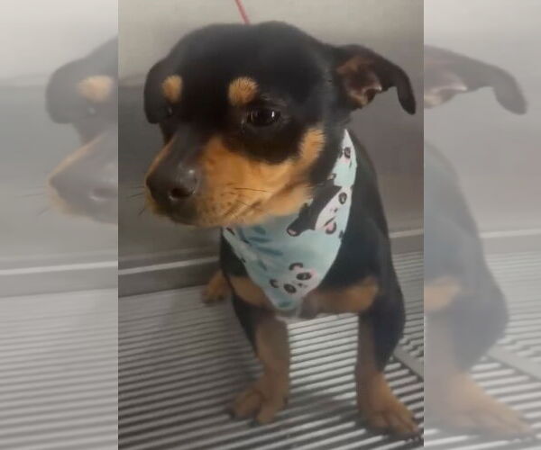 Medium Photo #6 Chiweenie Puppy For Sale in Escondido, CA, USA