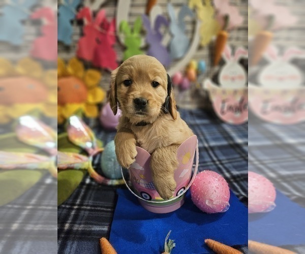 Medium Photo #15 Golden Retriever Puppy For Sale in CUMMING, GA, USA