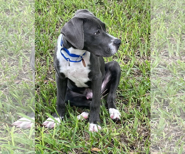 Medium Photo #4 Mutt Puppy For Sale in Royal Palm Beach, FL, USA