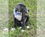 Small #3 Mutt