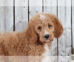 Small Photo #2 Goldendoodle Puppy For Sale in MOUNT VERNON, OH, USA