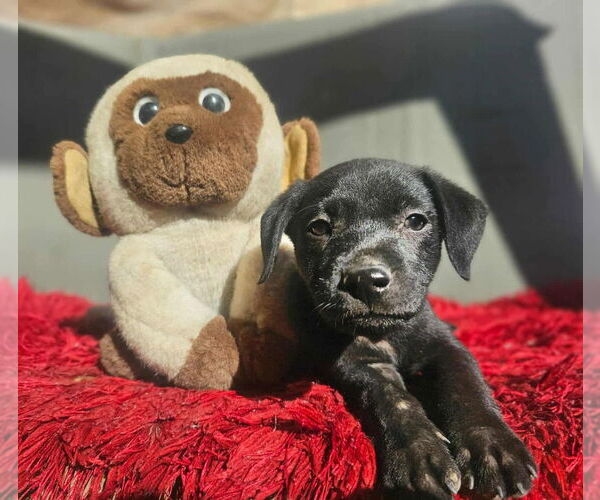 Medium Photo #2 Chihuahua-Unknown Mix Puppy For Sale in San Diego, CA, USA