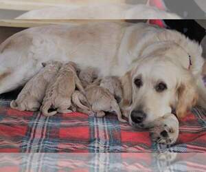 Mother of the Goldendoodle puppies born on 12/09/2022