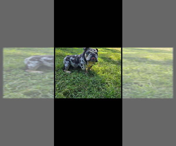 Medium Photo #1 English Bulldog Puppy For Sale in ARGYLE, TX, USA