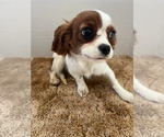 Small #4 Cavalier King Charles Spaniel