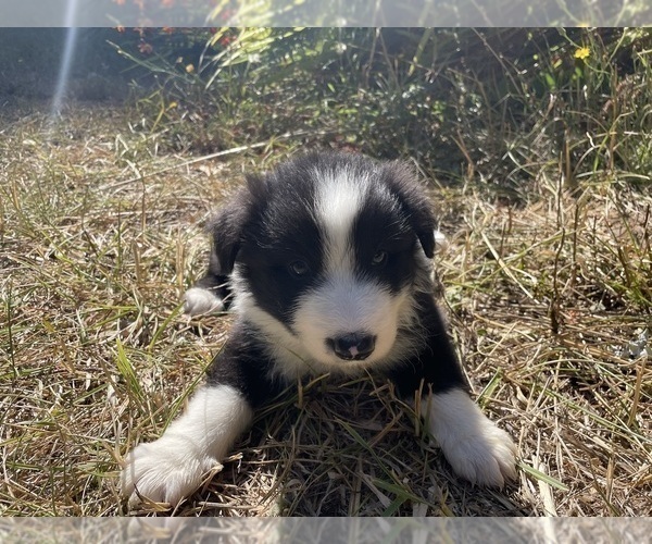 Medium Photo #2 Border Collie Puppy For Sale in MOSIER, OR, USA