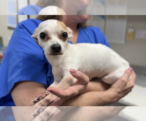 Chihuahua-Unknown Mix Dogs for adoption in Bemidji, MN, USA