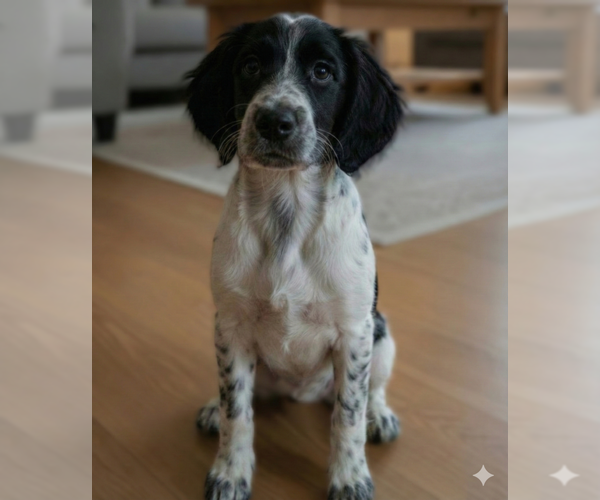 Medium Photo #4 Beagle-Poodle (Standard) Mix Puppy For Sale in Grovertown, IN, USA