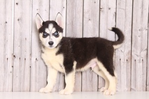 Medium Siberian Husky