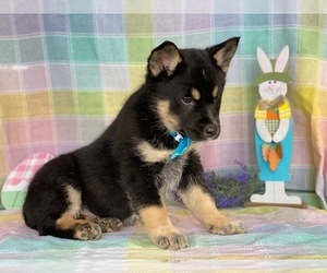 Ausky Puppy for sale in LANCASTER, PA, USA