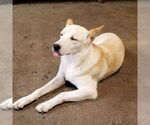 Small #5 Huskies  Mix