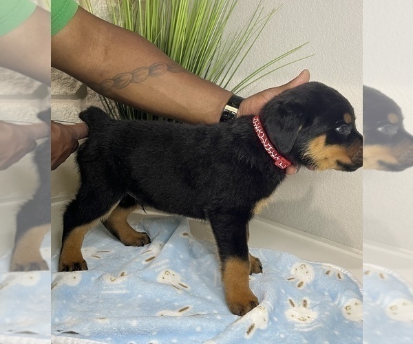 Medium Photo #19 Rottweiler Puppy For Sale in FORT WORTH, TX, USA