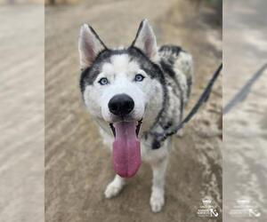 TROOPER - Male Siberian Husky Dog for Adoption - Photo #2