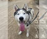Small #1 Siberian Husky