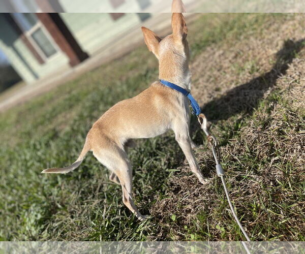 Medium Photo #5 Chihuahua-Unknown Mix Puppy For Sale in Oakhurst, NJ, USA