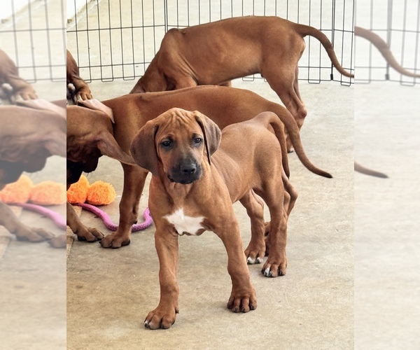Medium Photo #29 Rhodesian Ridgeback Puppy For Sale in MADISON, GA, USA