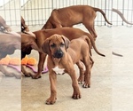 Small #28 Rhodesian Ridgeback