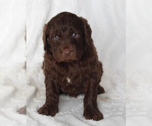 Golden Newfie Doodle Puppy for sale in FREDERICKSBURG, OH, USA