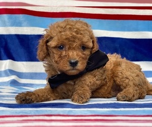 Cavapoo Puppy for sale in LANCASTER, PA, USA