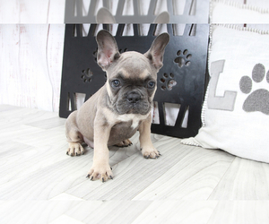 Medium French Bulldog