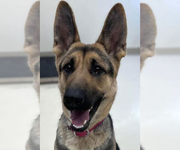 Medium Photo #1 German Shepherd Dog-Unknown Mix Puppy For Sale in Webster, WI, USA