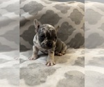 Small #12 French Bulldog