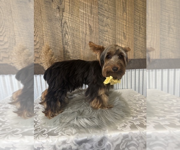 Medium Photo #3 Yorkshire Terrier Puppy For Sale in NAPPANEE, IN, USA