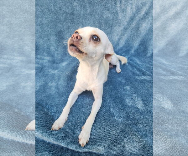 Medium Photo #3 Chihuahua-Unknown Mix Puppy For Sale in San Francisco, CA, USA