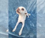 Small #2 Chihuahua Mix