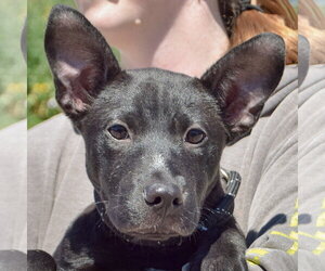 American Staffordshire Terrier-German Shepherd Dog Mix Dogs for adoption in Huntley, IL, USA