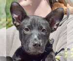 Small American Staffordshire Terrier-German Shepherd Dog Mix