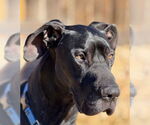 Small #2 Great Dane Mix