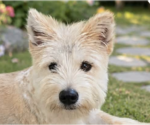 Small Mutt
